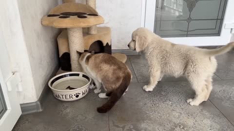 What does a Golden Retriever Puppy do when a Cat Occupied her Bedlovely