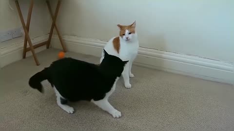 Cats Play Fighting