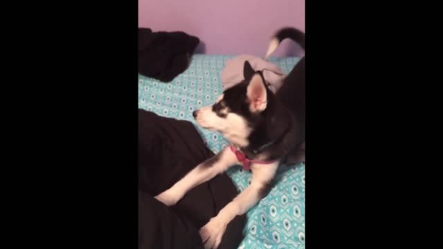 Funny Dogs And Cats - Try Not To Laugh Animals