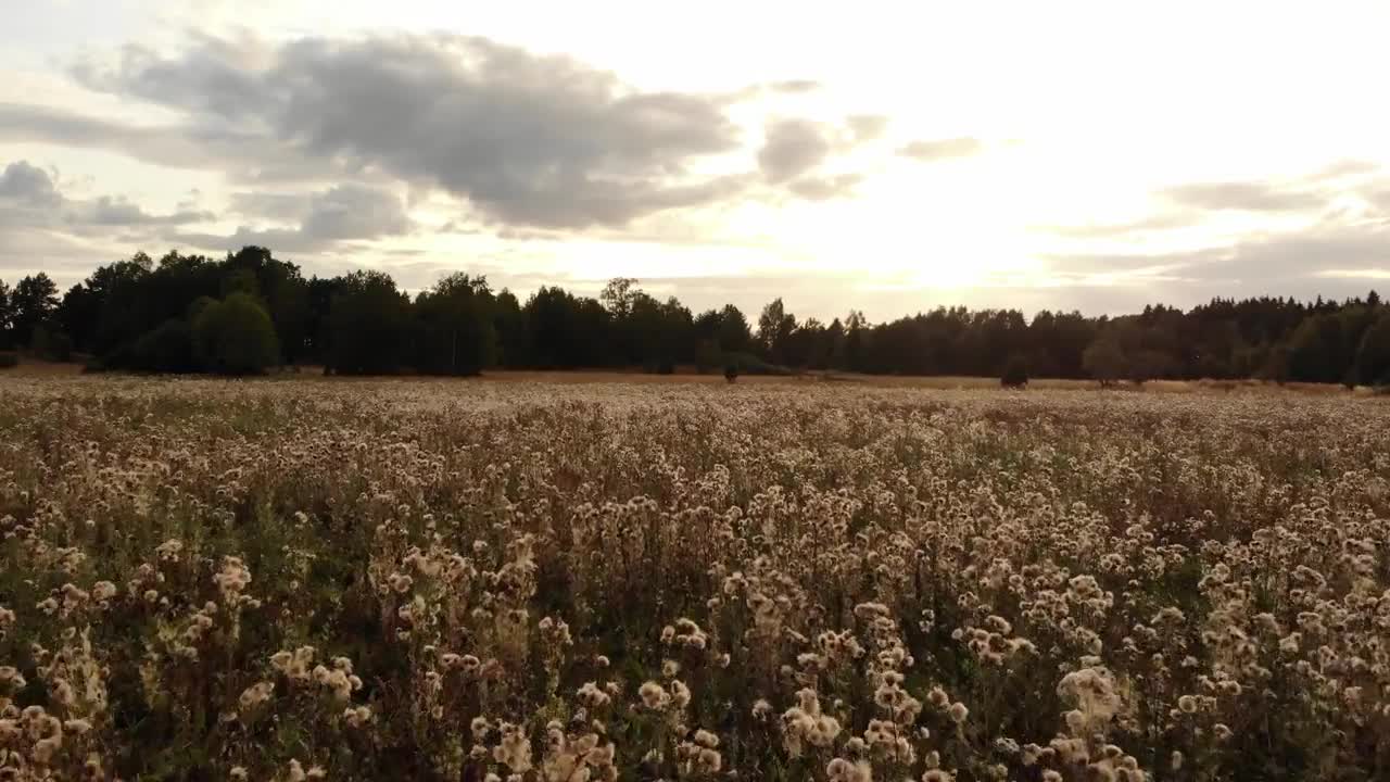 Royalty Free 4K Sunset, Field Stock Video Footage