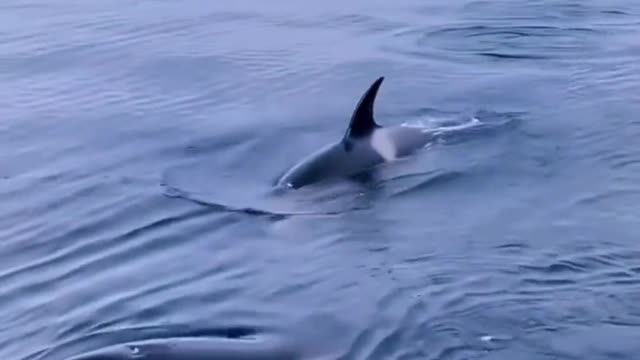 Killer whales cry