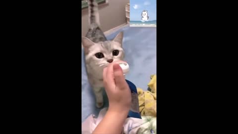 Funny animals - Funny cats / dogs - Funny animal videos