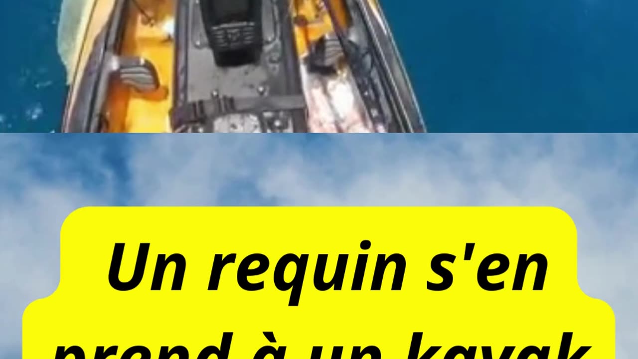 Un requin s'en prend à un kayak en pleine mer