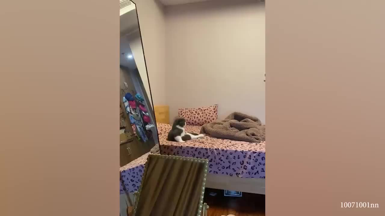 compilation of the latest and funniest cat