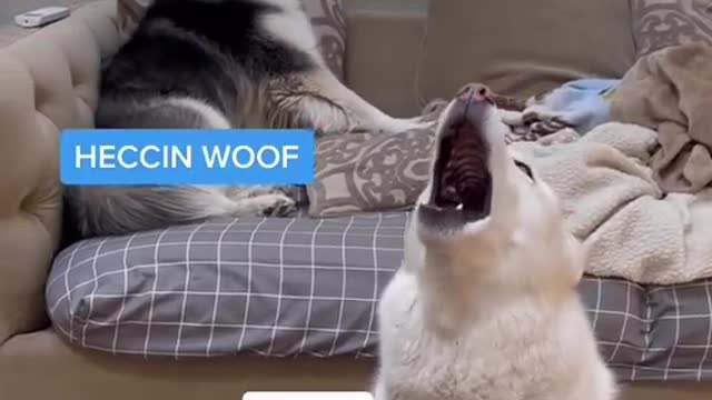 Dogs funny moments