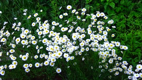 Daisies