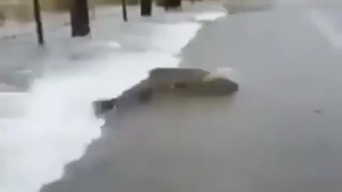 This is a beautiful and charming water-dwelling species