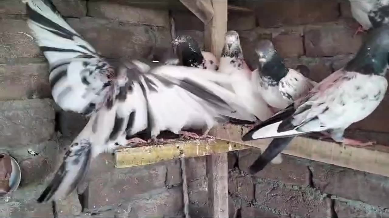 Breeder moti waly golden tadeey pigeon beautiful breeder pair best flying