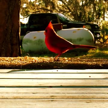 Cardinal on the wheelchair ramp having breakfast