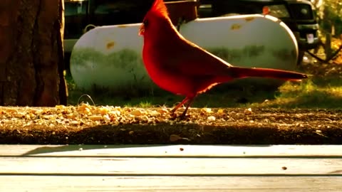 Cardinal on the wheelchair ramp having breakfast