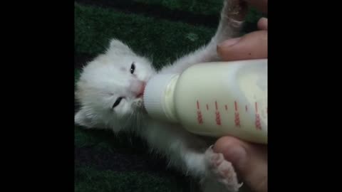 17 days kitten drinking milk