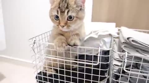 This is what happens when a cat family drinks milk...lol