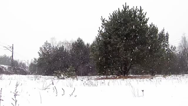 Snowfall _ Beauty of Nature _ Drone Aerial View _