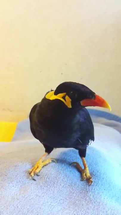 Talking bird 話す鳥