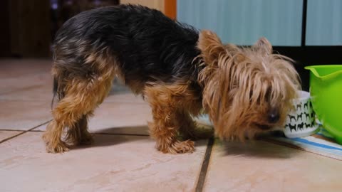 The Growing Popularity of dog eating video