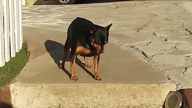 A man encourages his dog to go down the stairs