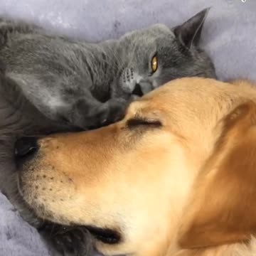 The warmest bond between a cat and a dog
