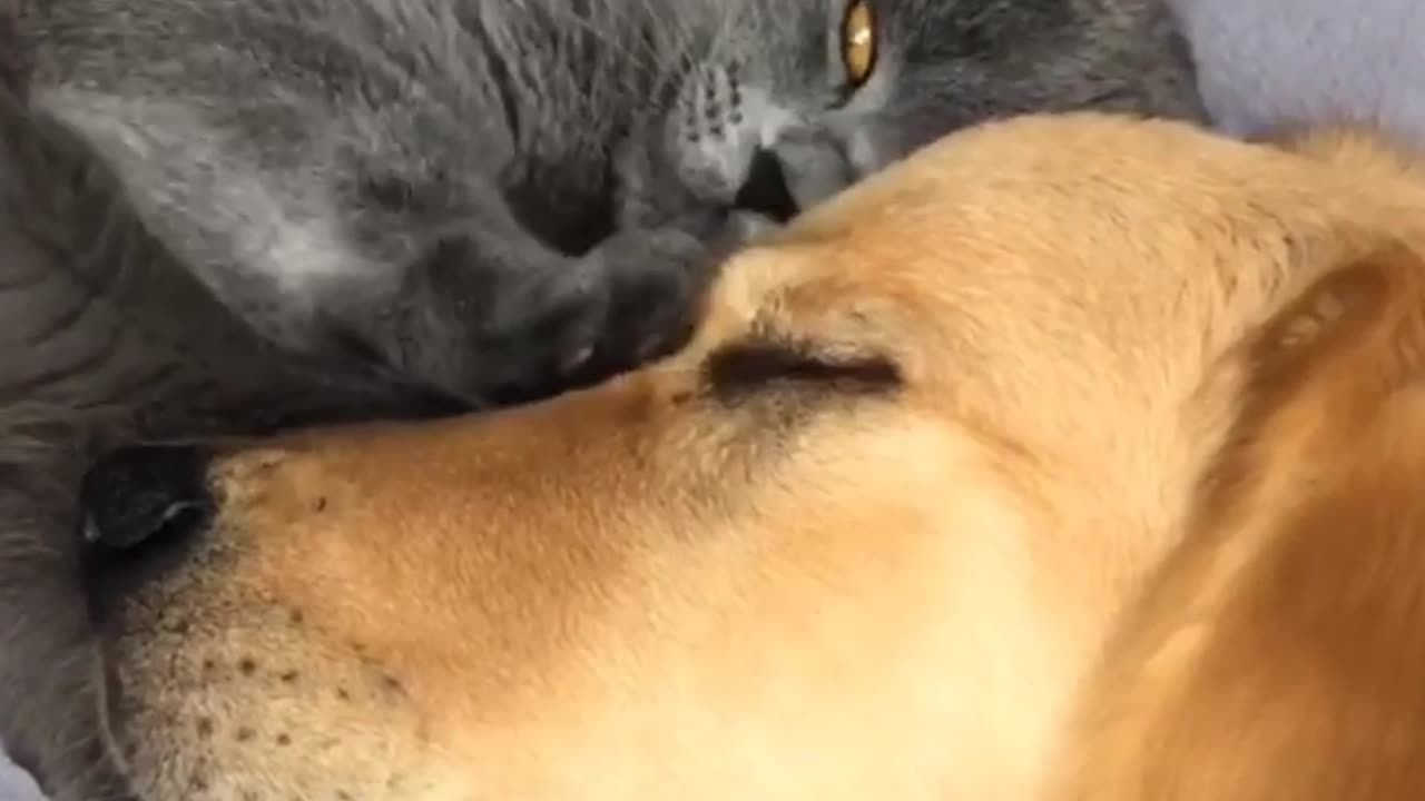 The warmest bond between a cat and a dog