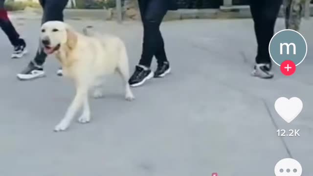 dog dancing sirtaki!! Super video for you