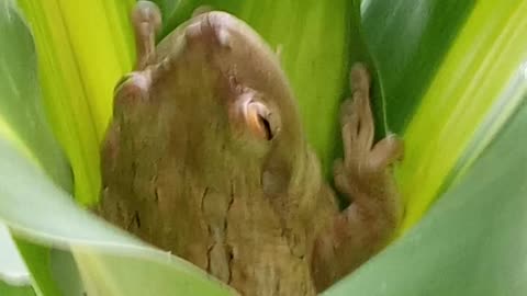 Tree frog fatty in my cornplant! 😊