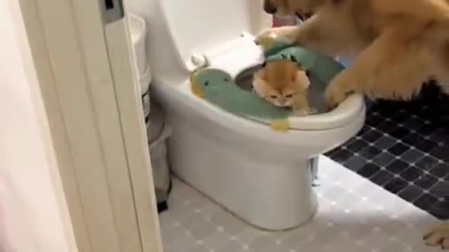 It's not right for you to bully the cat, dog.