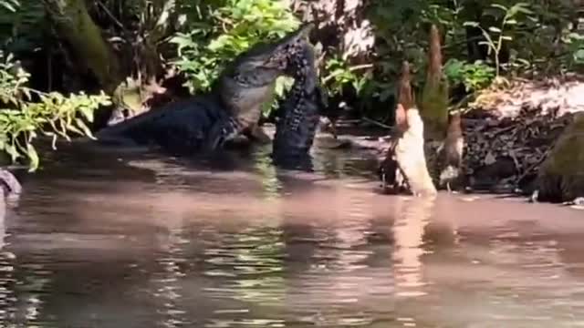 Amazônia Brazil