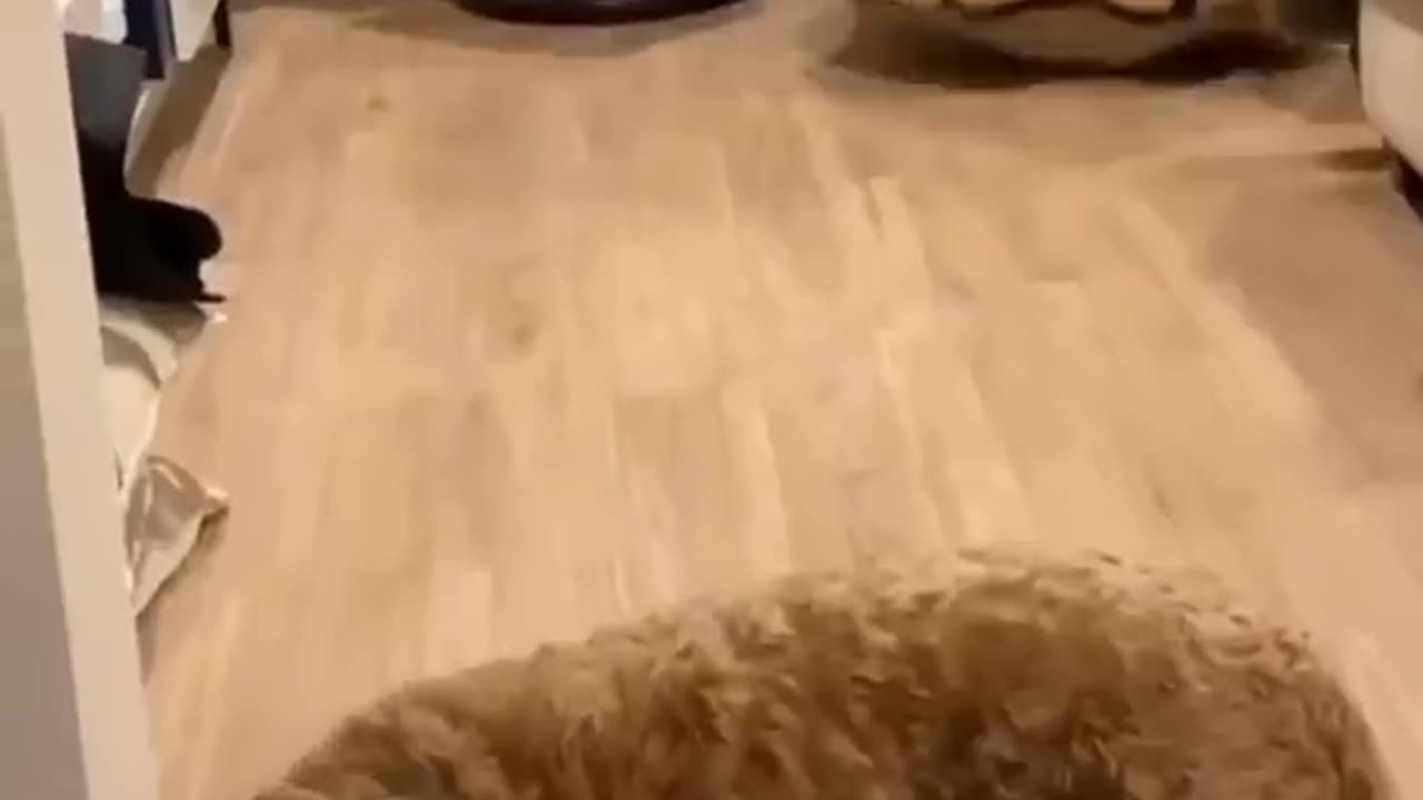 Funny cats |Episode2