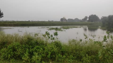 Rice fields