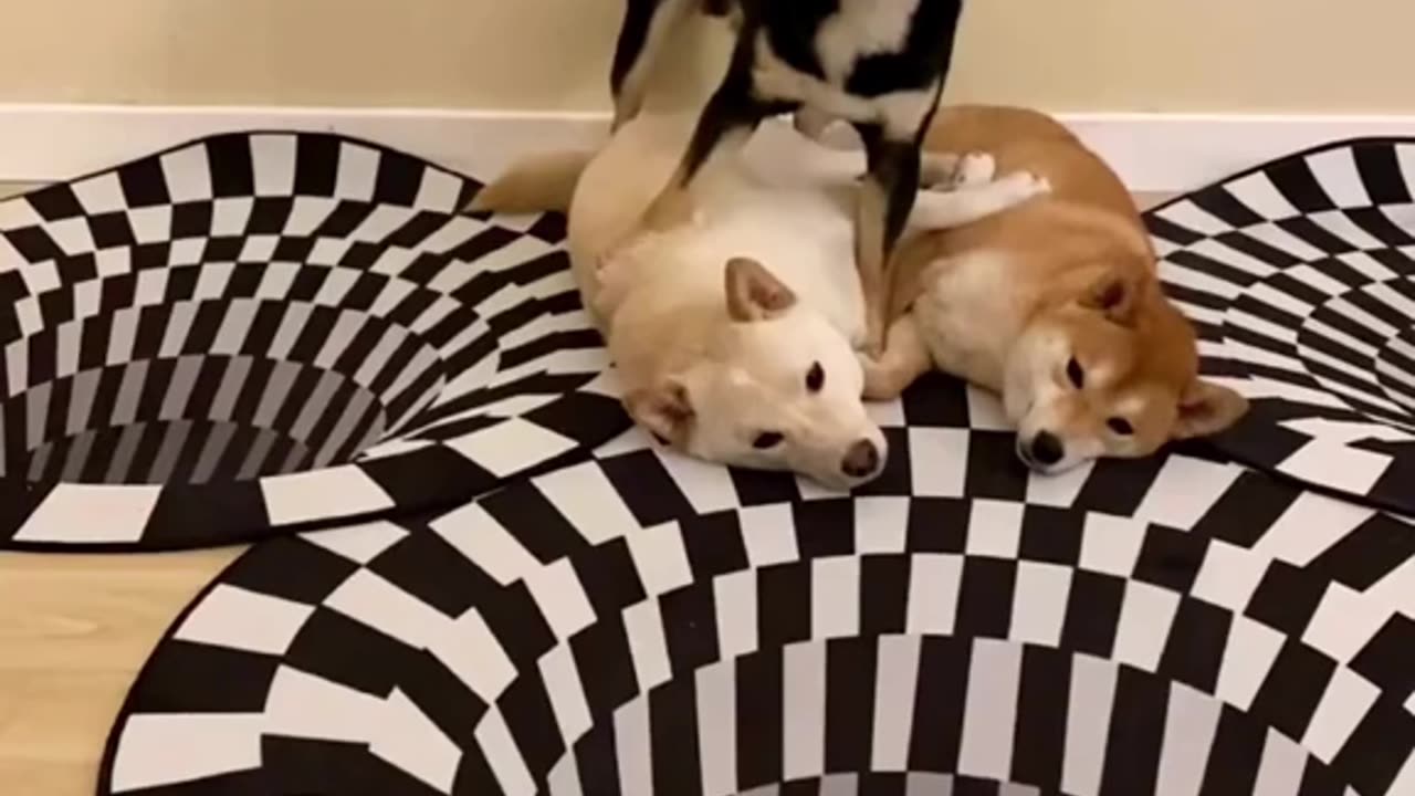 Dogs & Illusion