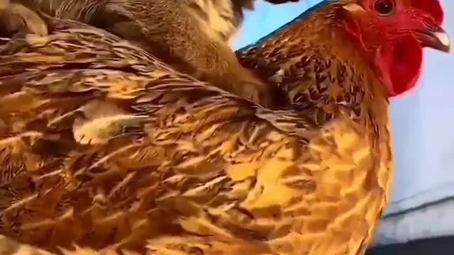 Chicken And Dog Friendship