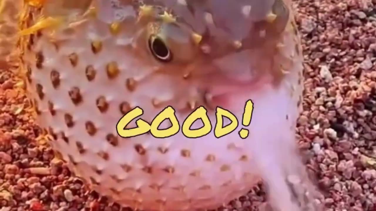 Funny fish