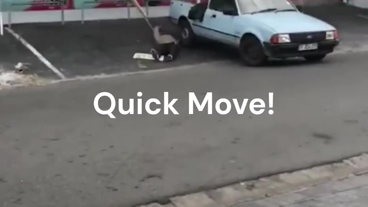 Crazy and Funny Videos!