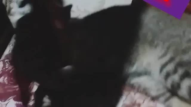 Playing with Cat