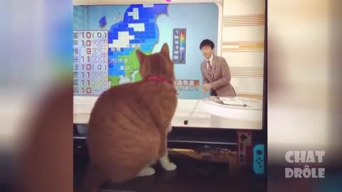 Cute Is Not Enough - Best Funny Cat Videos 2019 #11
