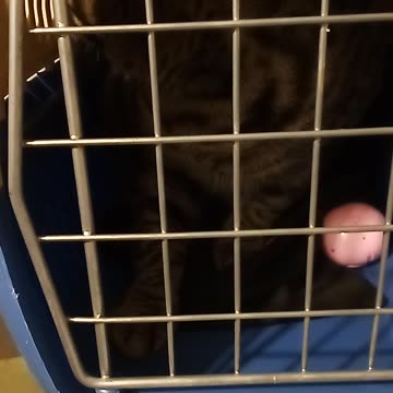 TESLA TRYING TO BE A LION 🦁