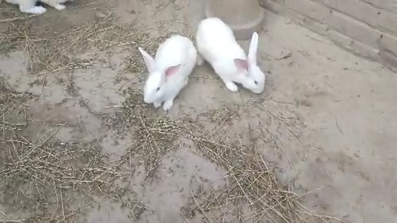 New Zealand white rabbits