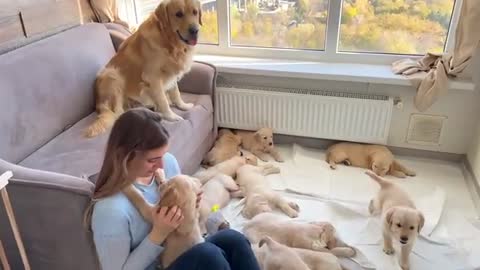 Golden Retriever Dad Babysits His Puppies