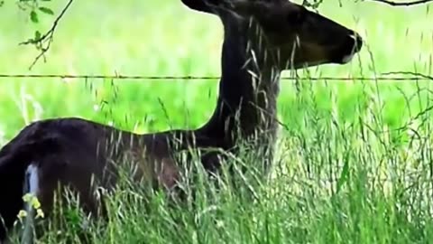 Black-tailed Deer Eating preview trailer