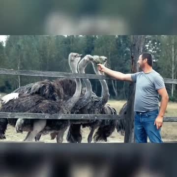 Ostriches doing things🤣🤣😊