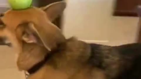 Try not to Laugh 😄 New Funny Dogs Videos 🐶 .......