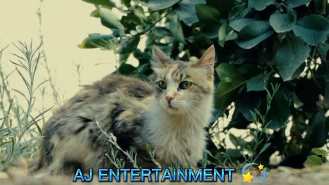 BEAUTIFUL CATS 💥