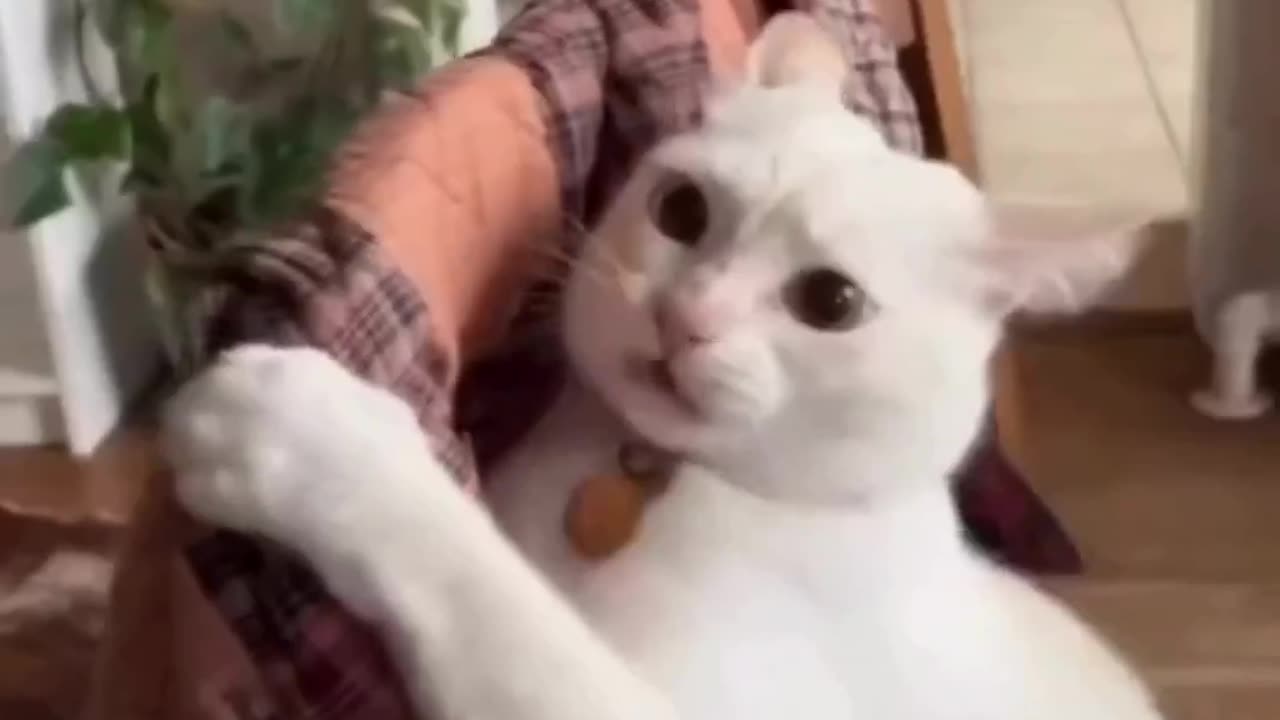 Funny cat
