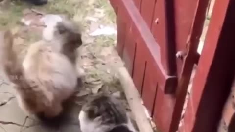 ANIMAL'S FUNNY VIDEO NOT STOP LAUGHING #FUNNY #viral #animalvideos