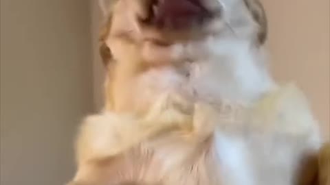 super funny dog