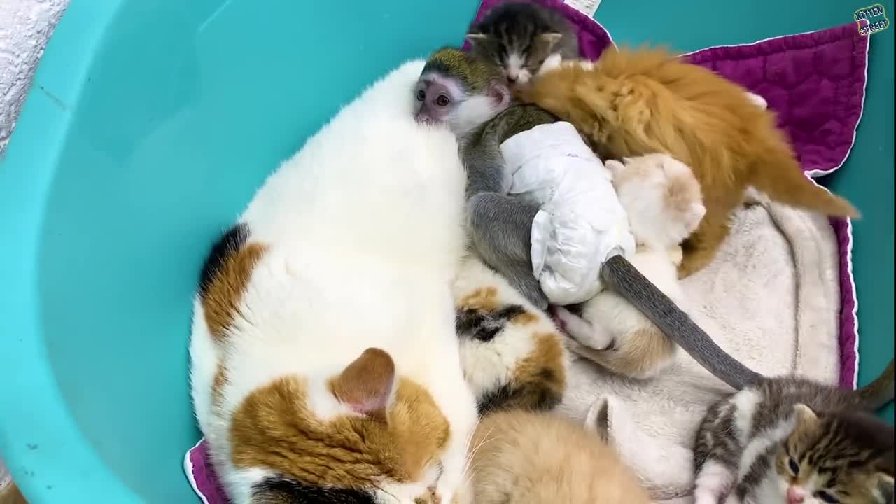 The process of becoming a mom cat for baby monkey Susie