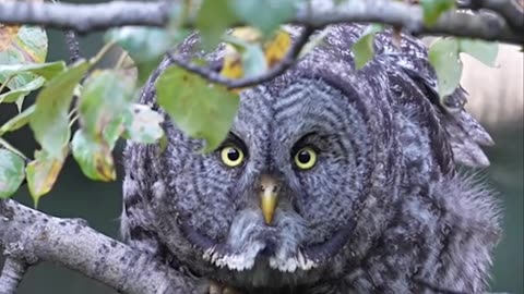Animal world #340