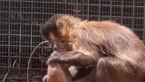 Monkeys are so smart. They can use tools