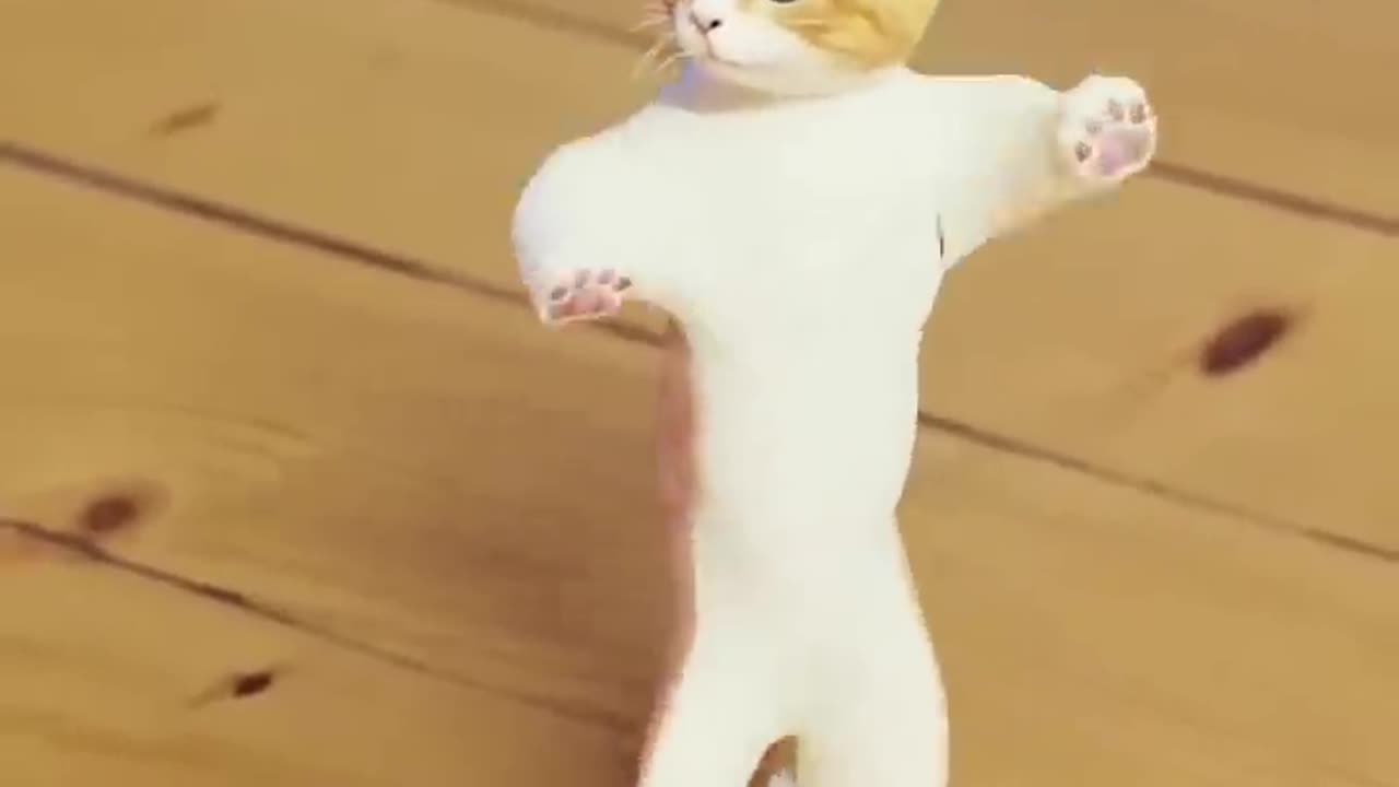 Funny cat dance video