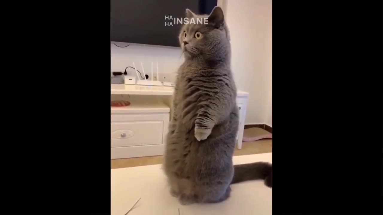 Funny short cute cats