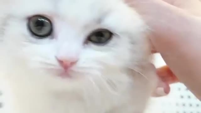 cute cat dan kitten video